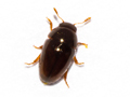 Olibrus affinis